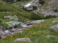 Geum coccineum 1, Saxifraga-Harry Jans Geum coccineum